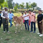 "Mayor Ajay Verma came forward for cow service, campaign started for destitute cows"
