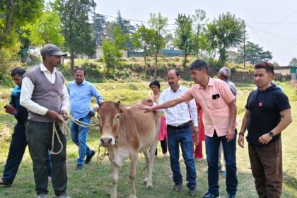 "Mayor Ajay Verma came forward for cow service, campaign started for destitute cows"