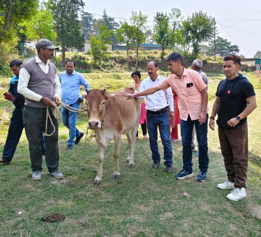 "Mayor Ajay Verma came forward for cow service, campaign started for destitute cows"